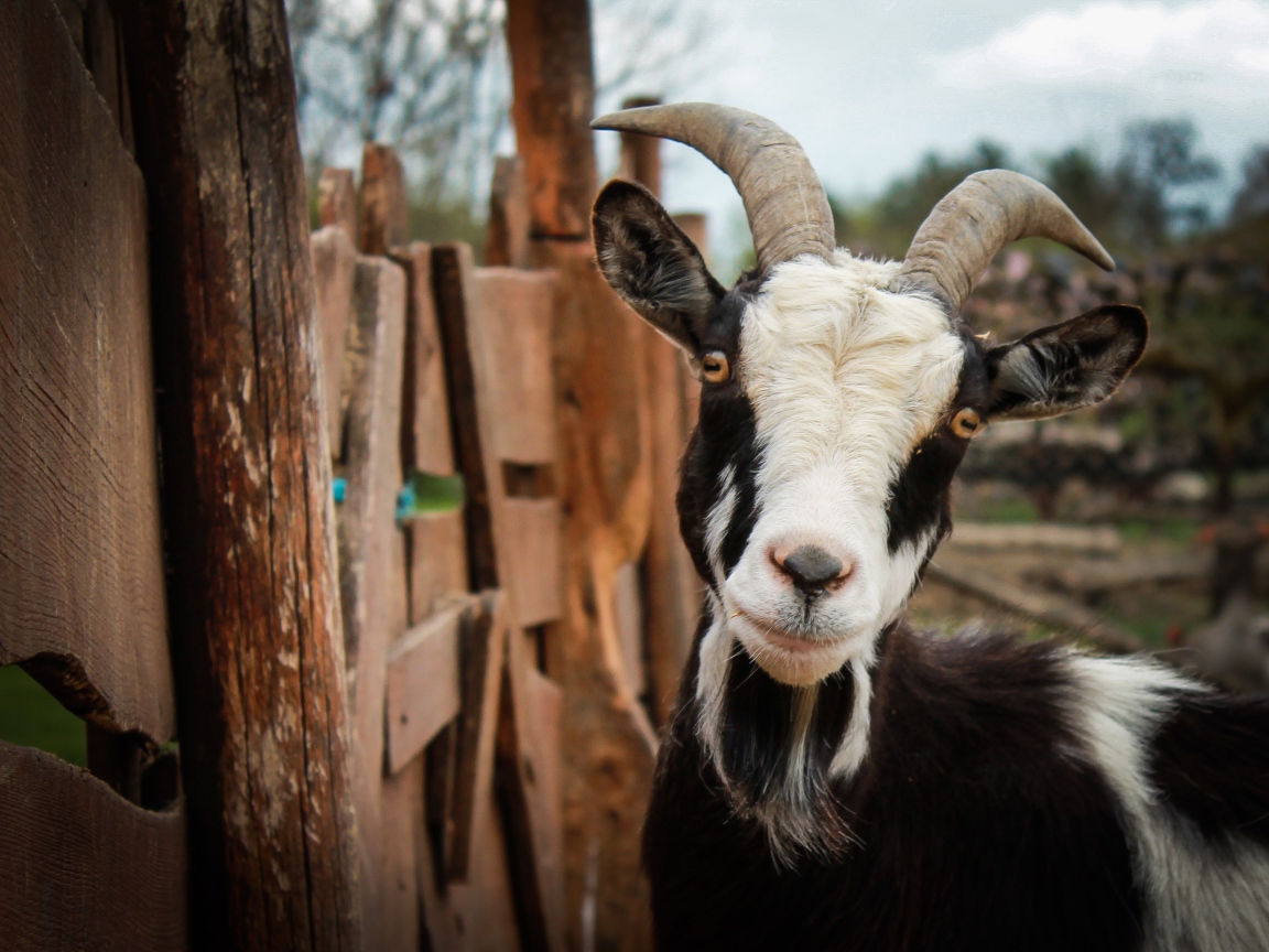 Черно-белая домашняя коза