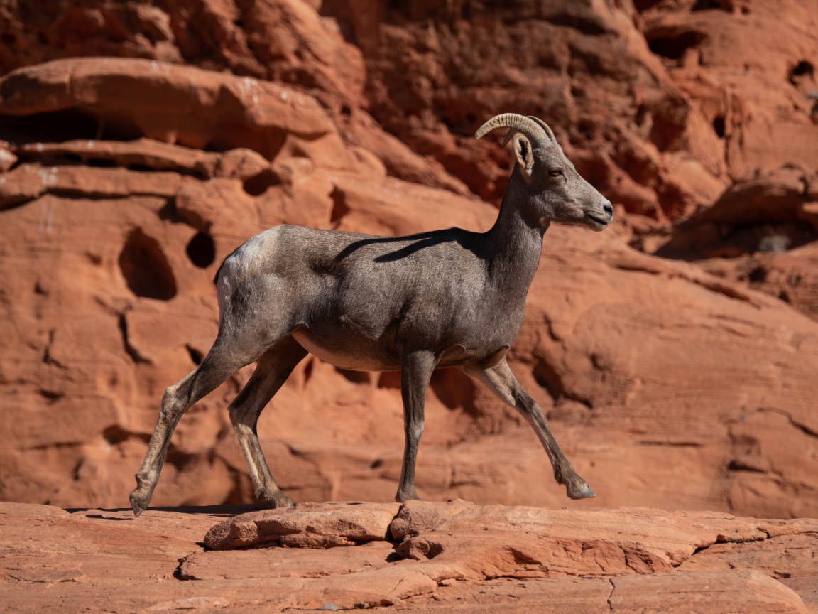Нубийский горный козёл идет по камням