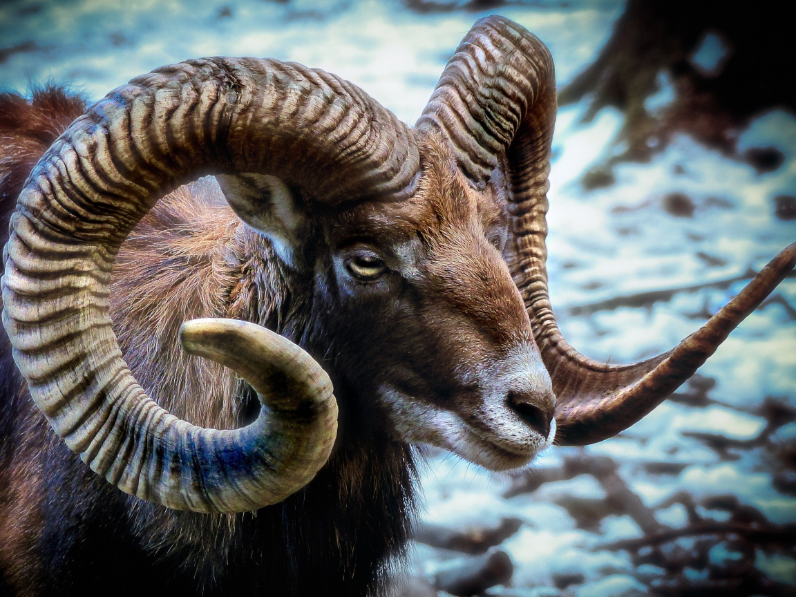 Дикий муфлон с большими рогами