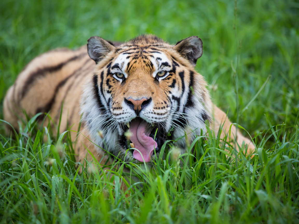 Полосатый тигр с высунутым языком лежит в зеленой траве 