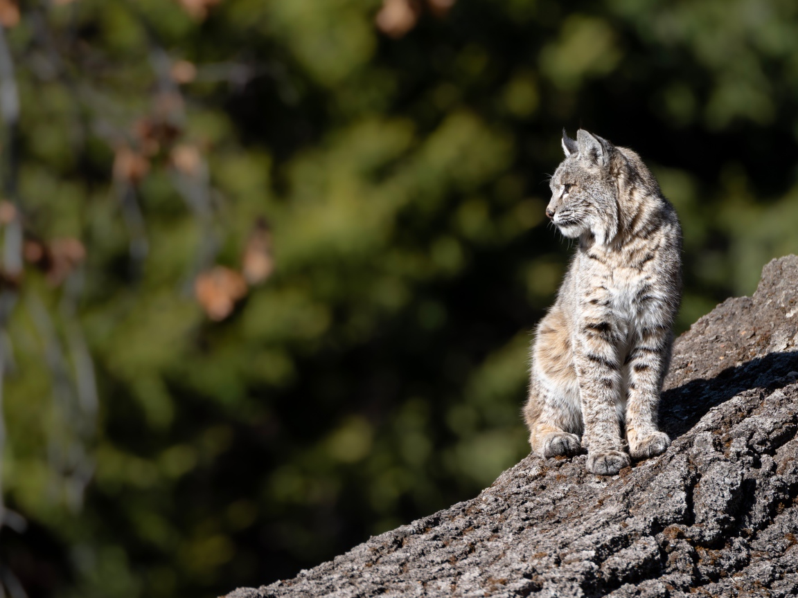 Серая рысь греется в лучах солнца на камне