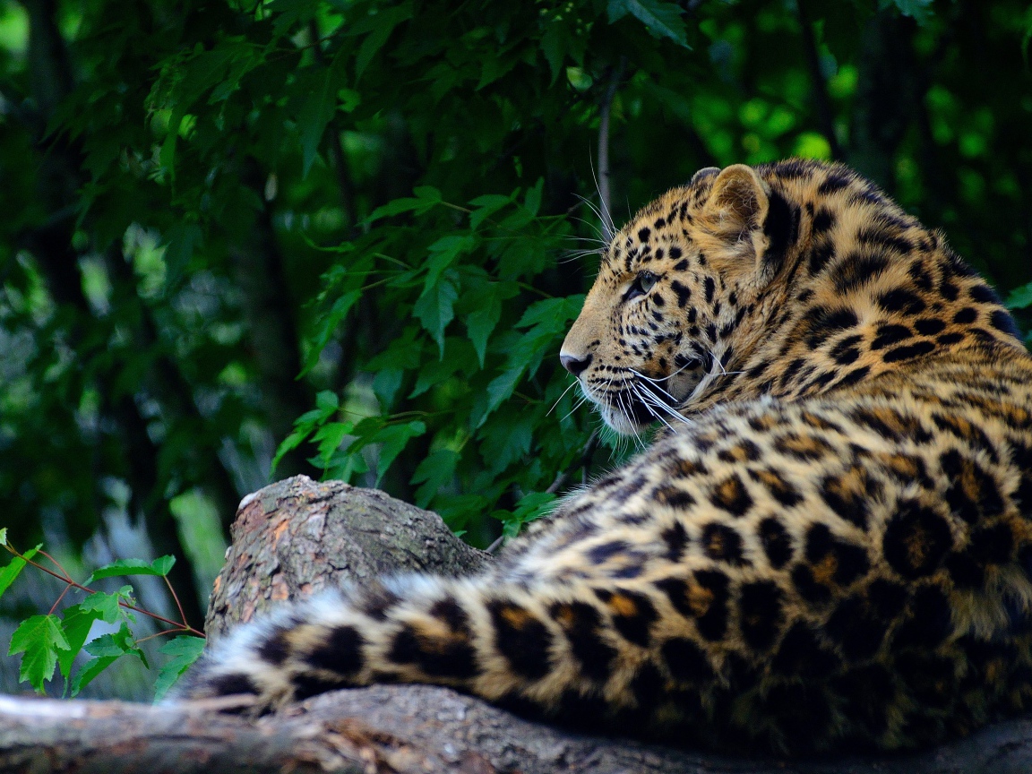 Большой пятнистый хищный леопард лежит на дереве 