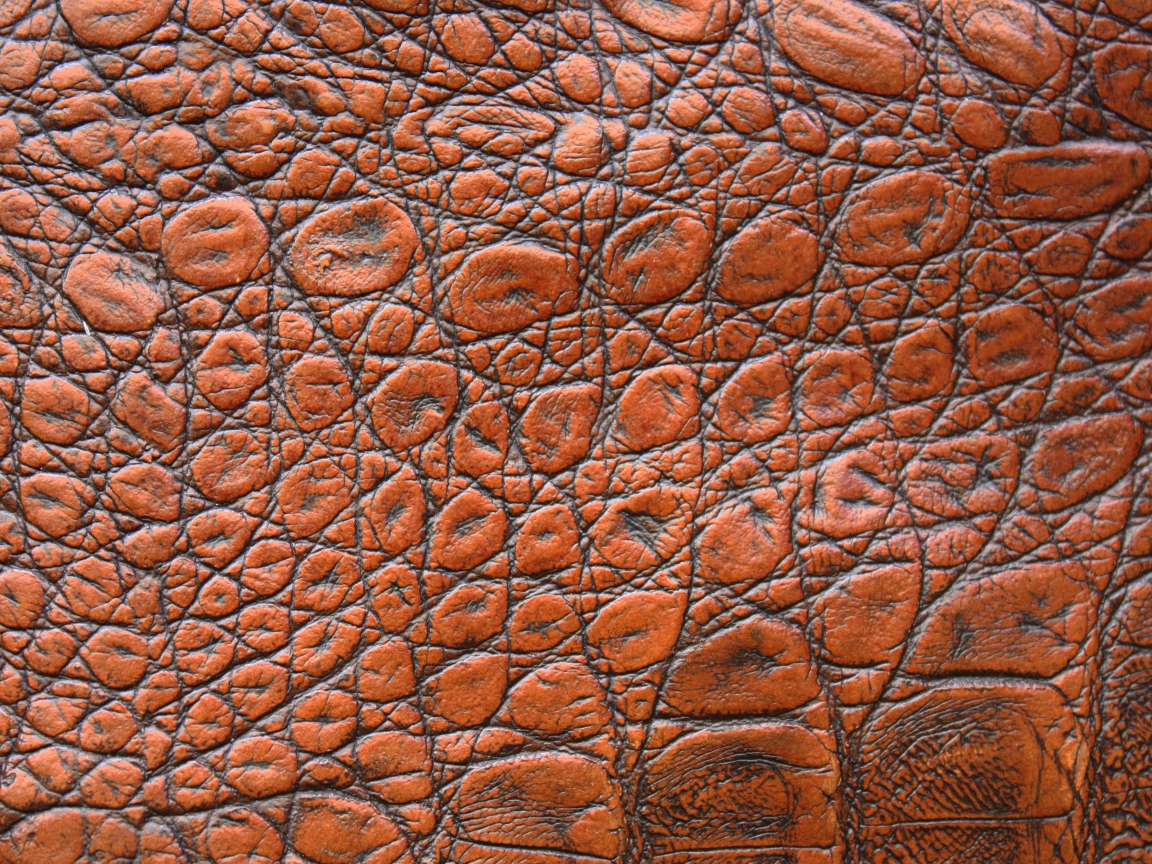 Коричневая кожа крокодила крупным планом, фон