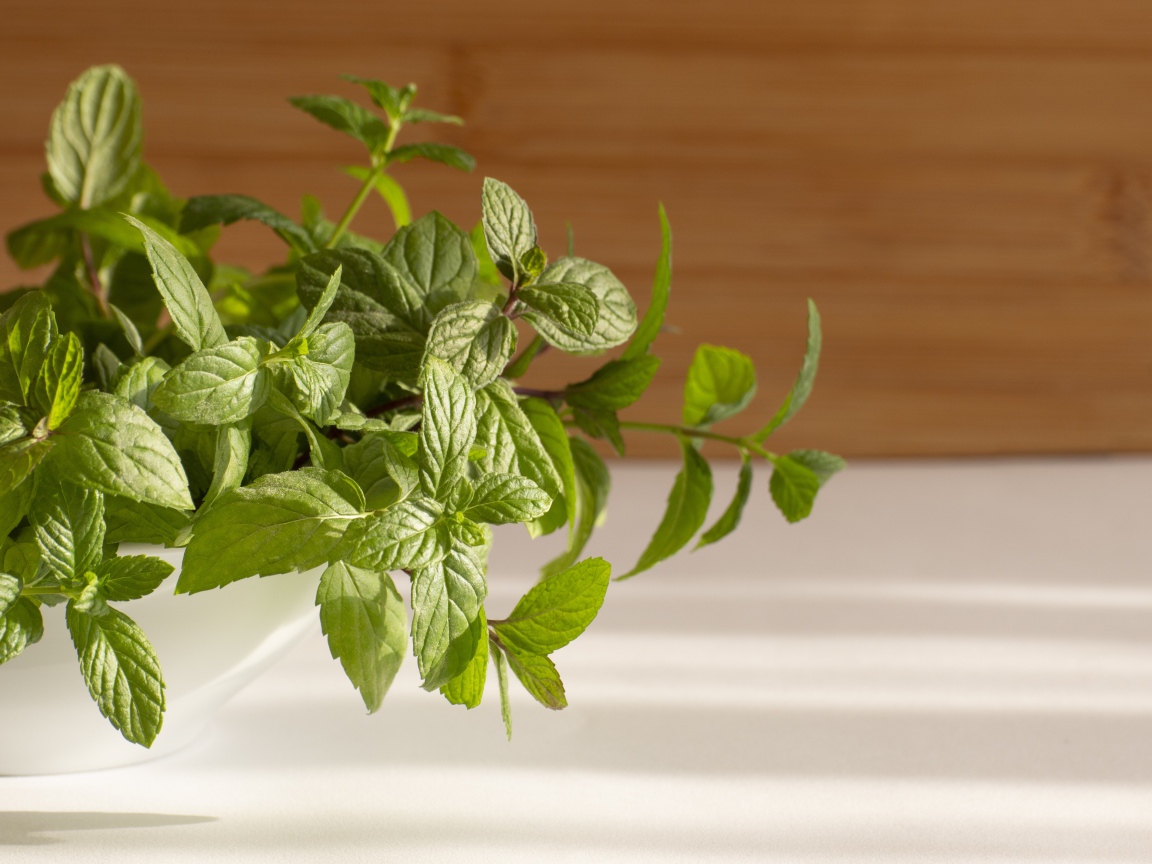 Свежие ароматные зеленые листья мяты