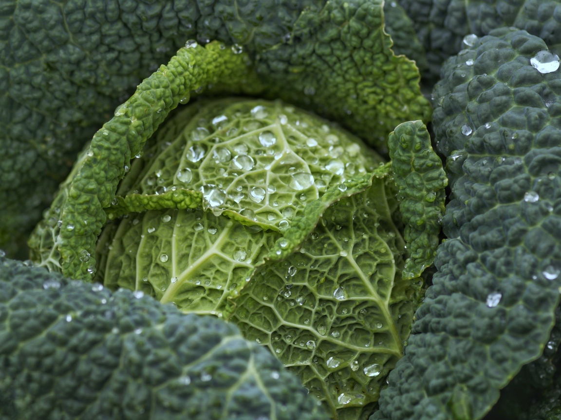 Большая зеленая капуста в каплях воды