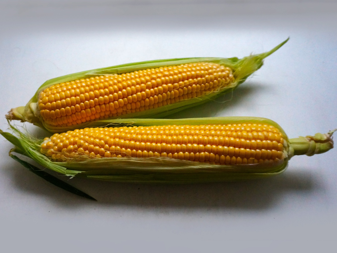 Два початка кукурузы на сером фоне
