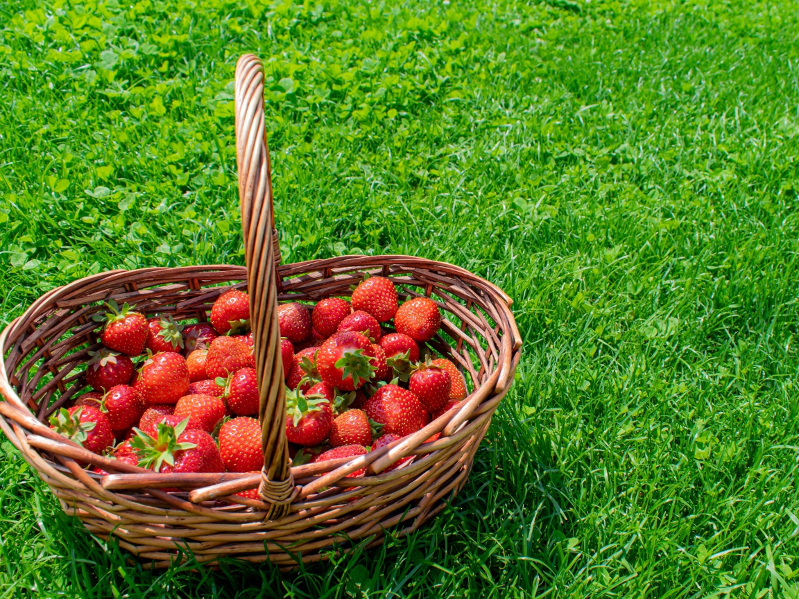 Корзина спелой красной клубники на зеленой траве