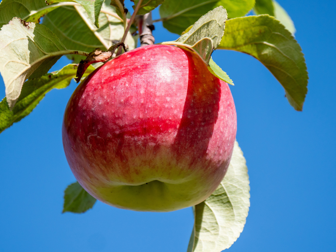 Красивое красное яблоко на ветке на фоне голубого неба