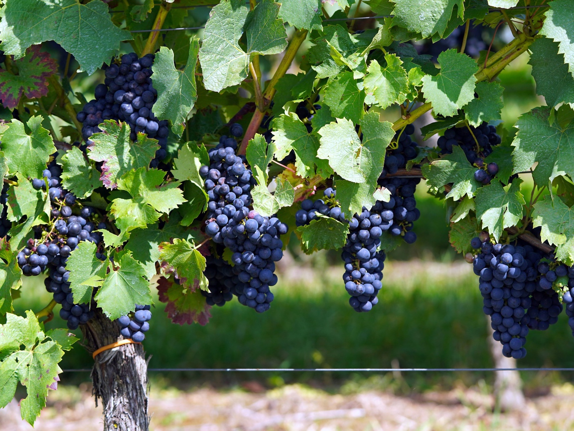 Большие гроздья синего винного винограда на лозе