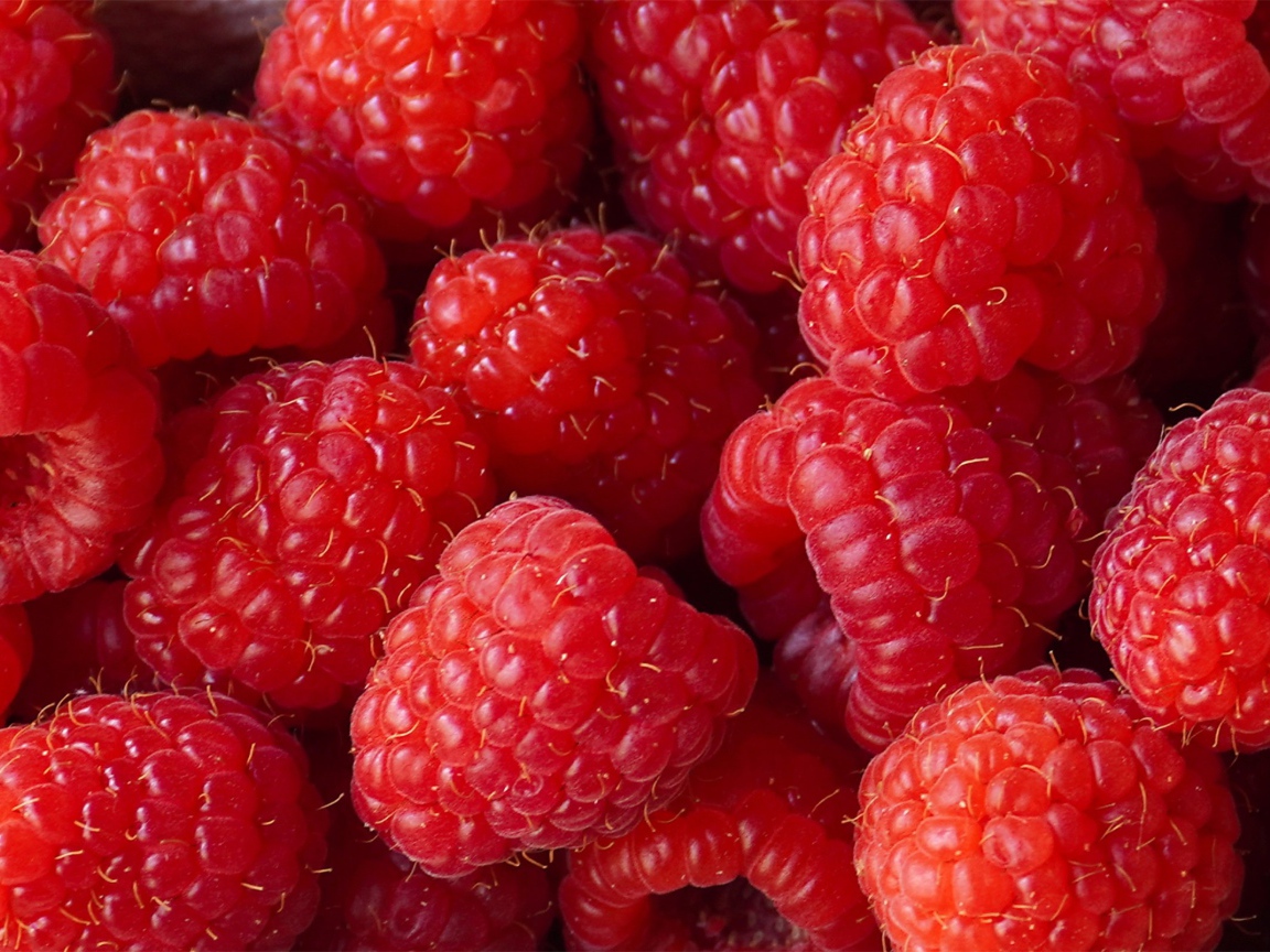 Красные сладкие ягоды малины крупным планом 