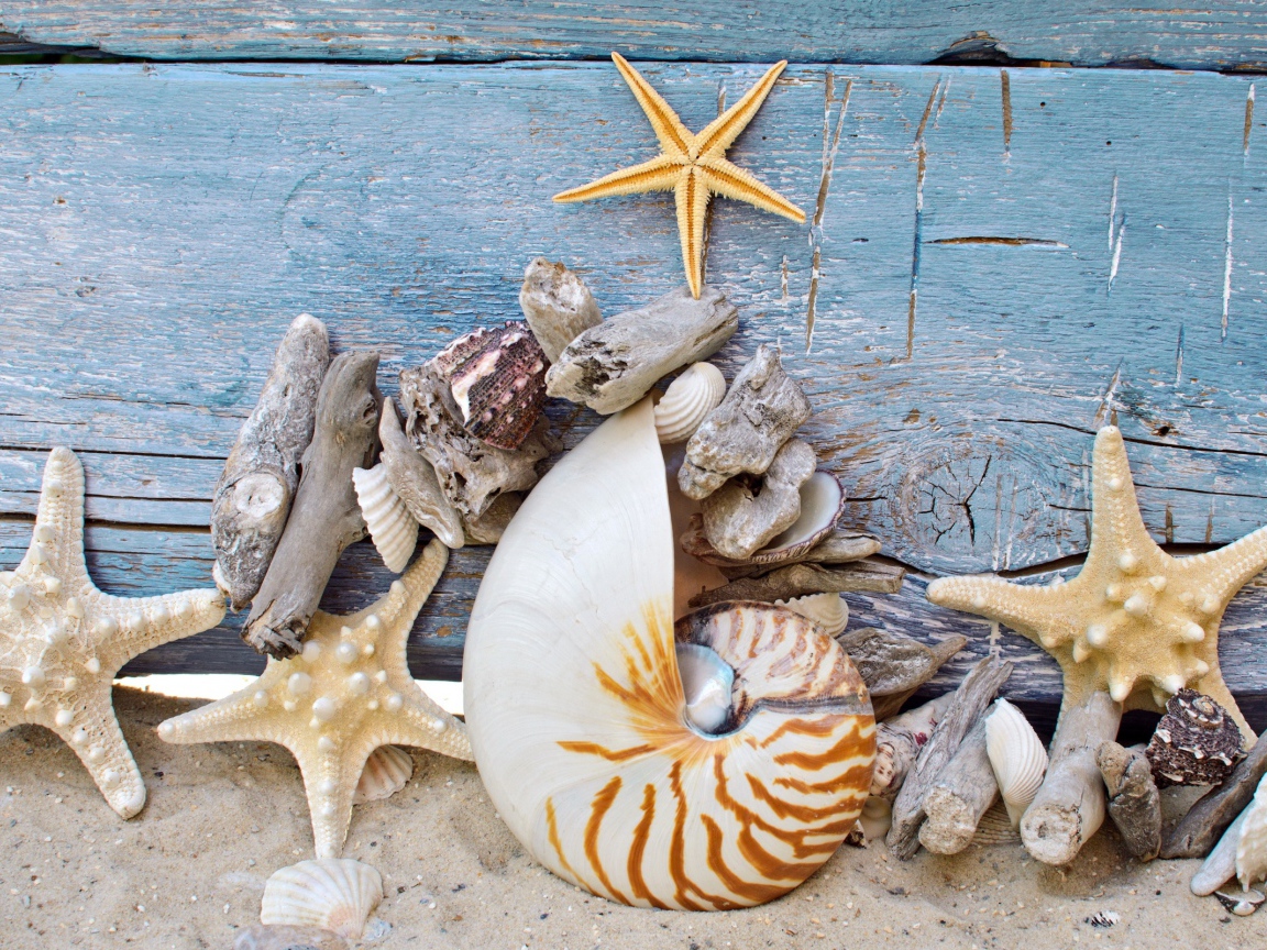 Разные красивые ракушки с морскими звездами на деревянном фоне 