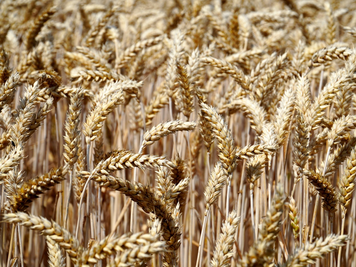 Спелые колосья пшеницы на поле 