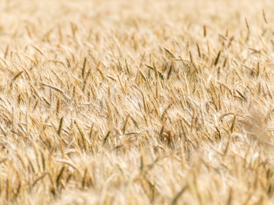 Поле спелой пшеницы осенью