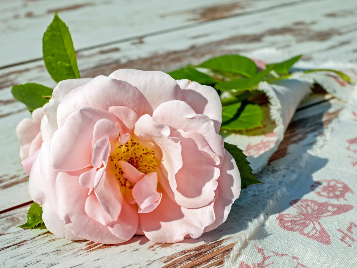 A pink garden rose lies on a bench
