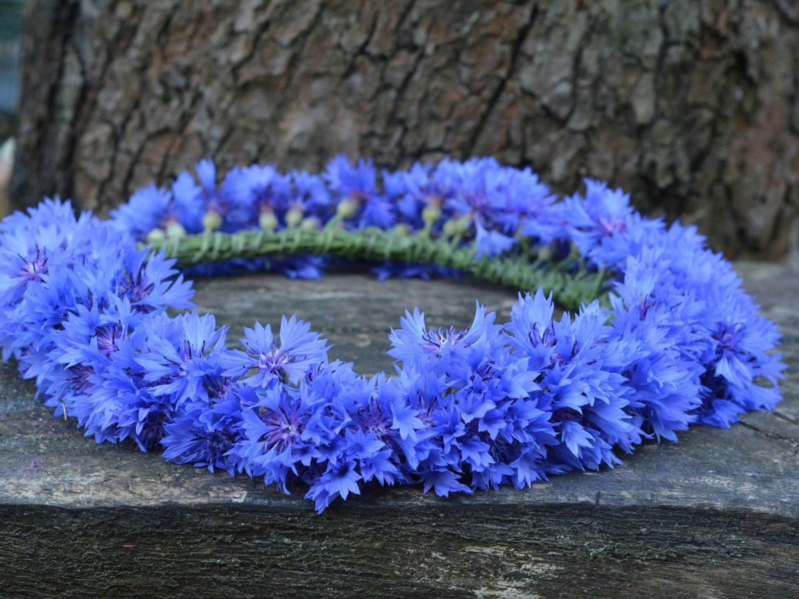 Венок из синих цветов василька на лавке