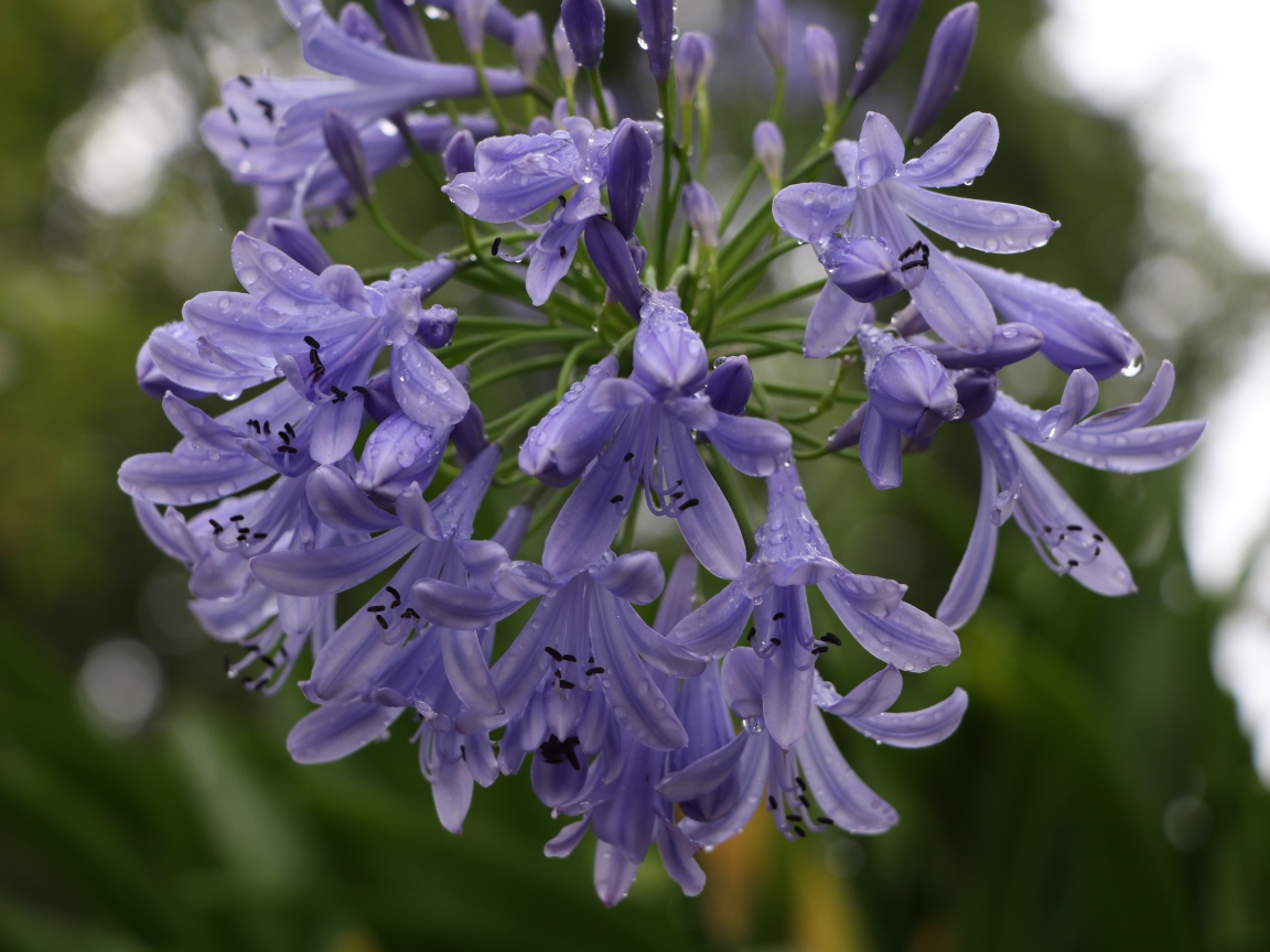 Красивые цветы Агапантус в каплях росы