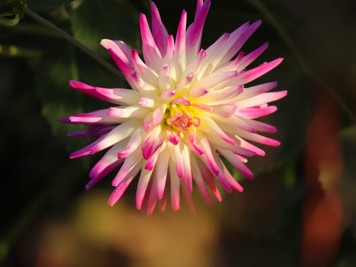 Красивый цветок георгина с розовыми лепестками 