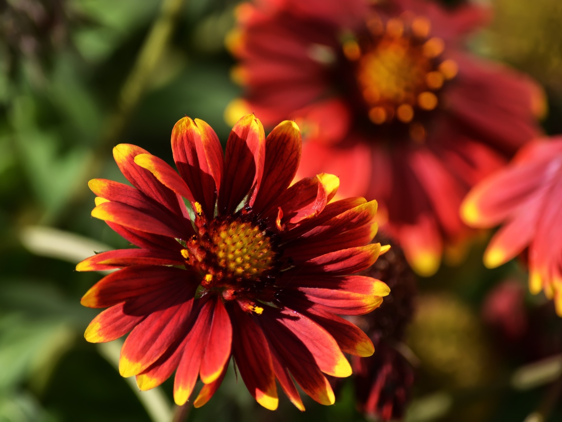 Красивый огненный цветок Гайлардия