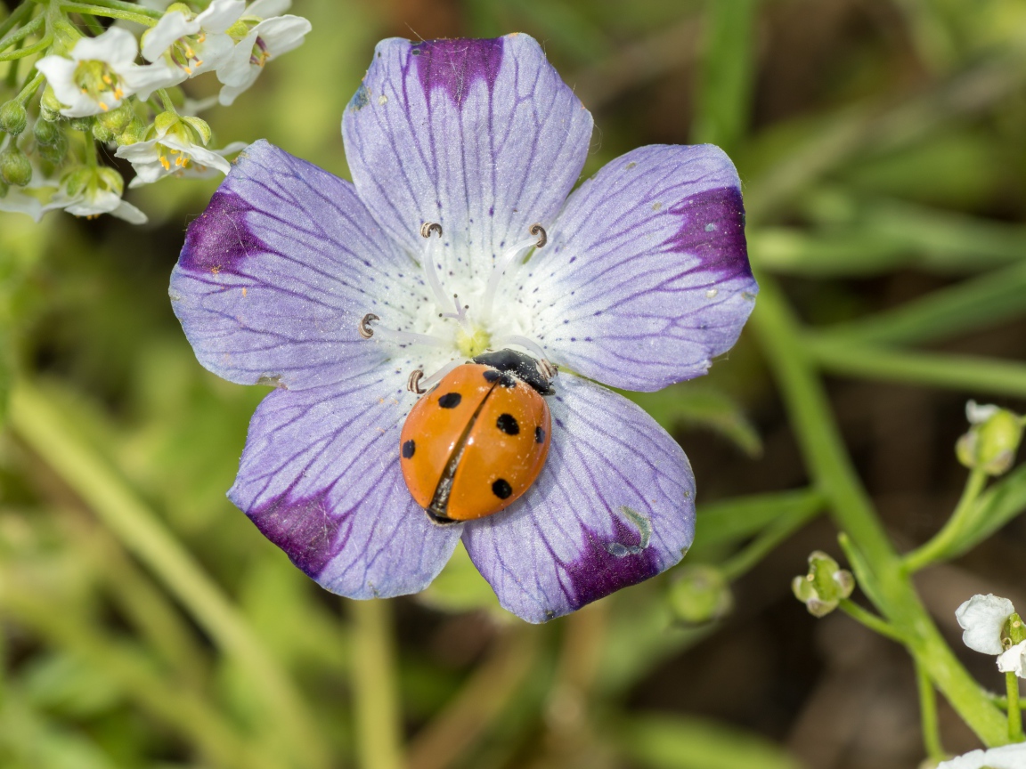 Красивый цветок гипсофилы с божьей коровкой 
