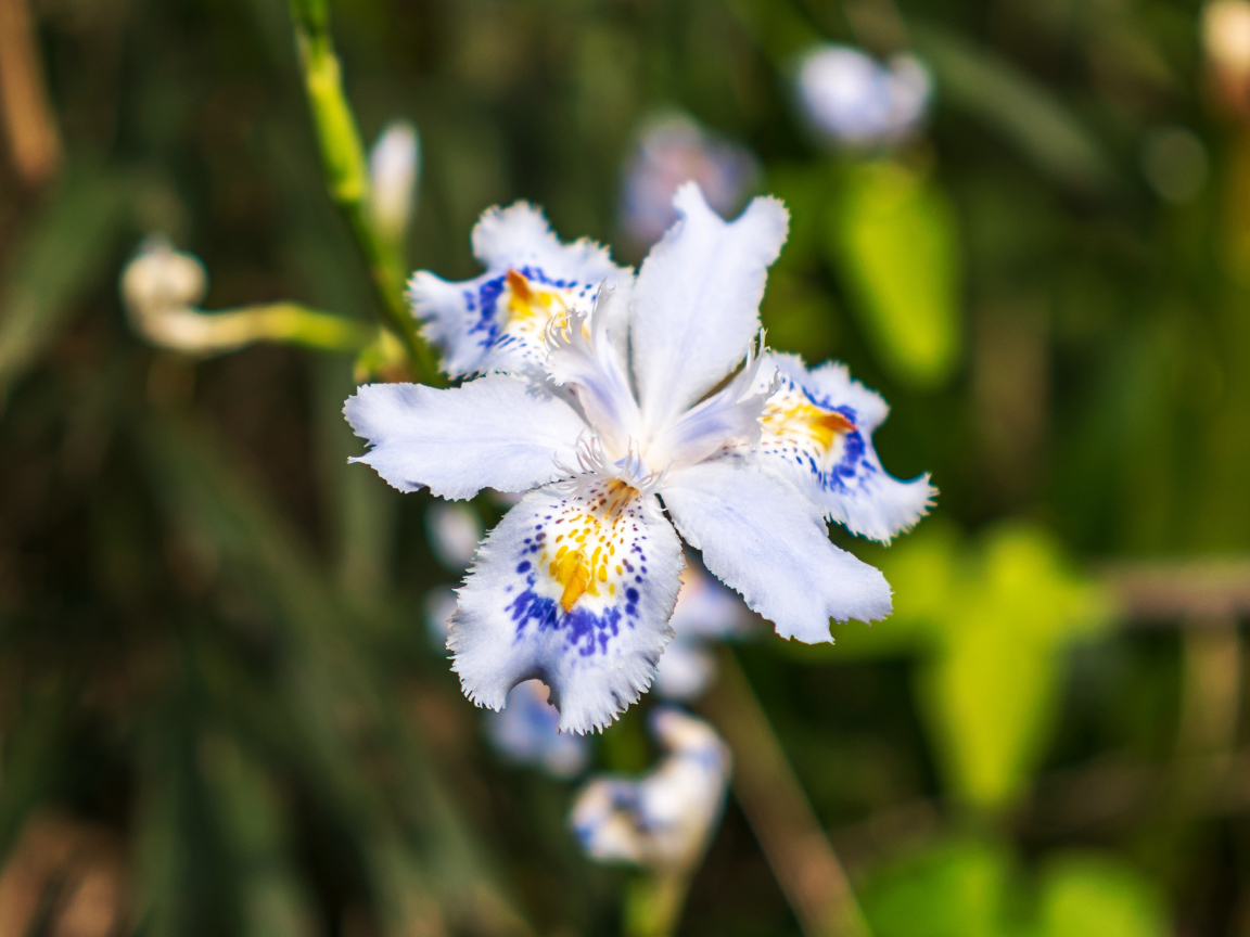 Красивый цветок ириса в лучах солнца на клумбе 