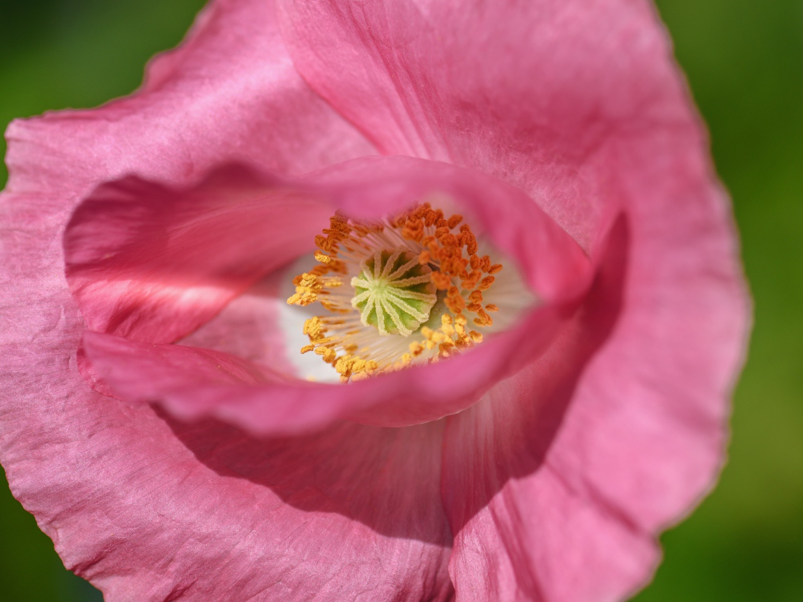 Красивый розовый цветок мака на зеленом фоне