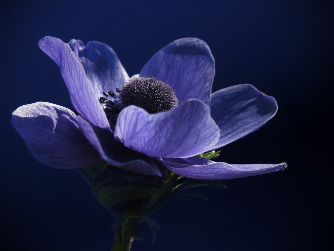 Красивый фиолетовый цветок анемоны крупным планом