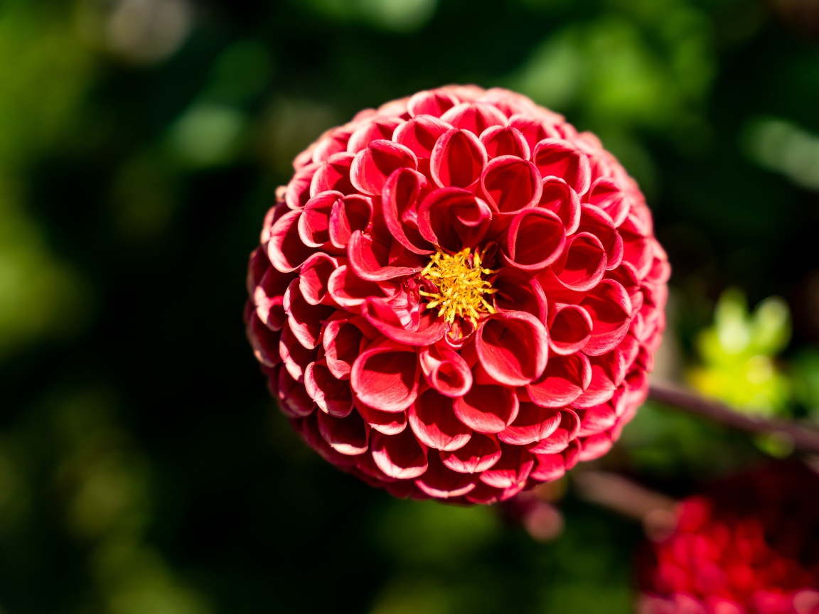 Красивый красный цветок георгины с желтой серединкой