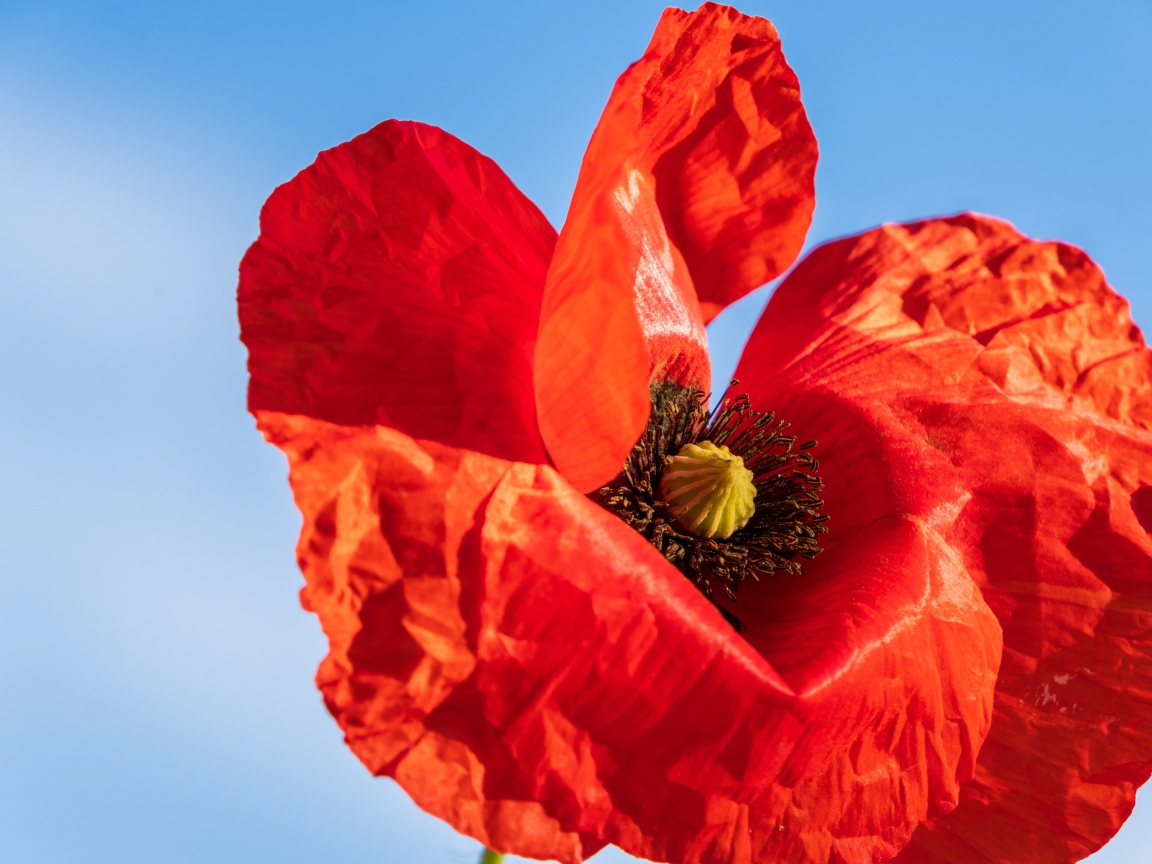 Красивый красный мак крупным планом на голубом фоне 