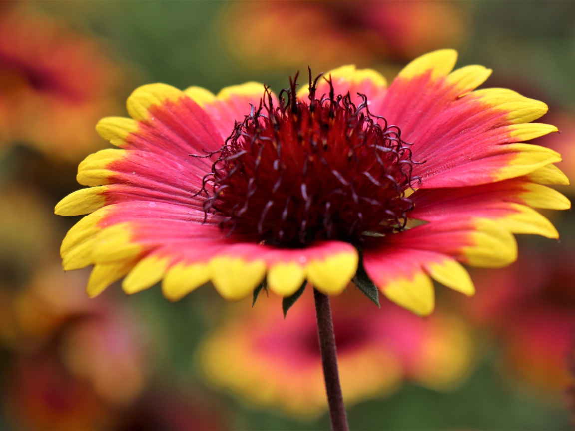 Красивый цветок рудбекия с оранжевыми лепестками