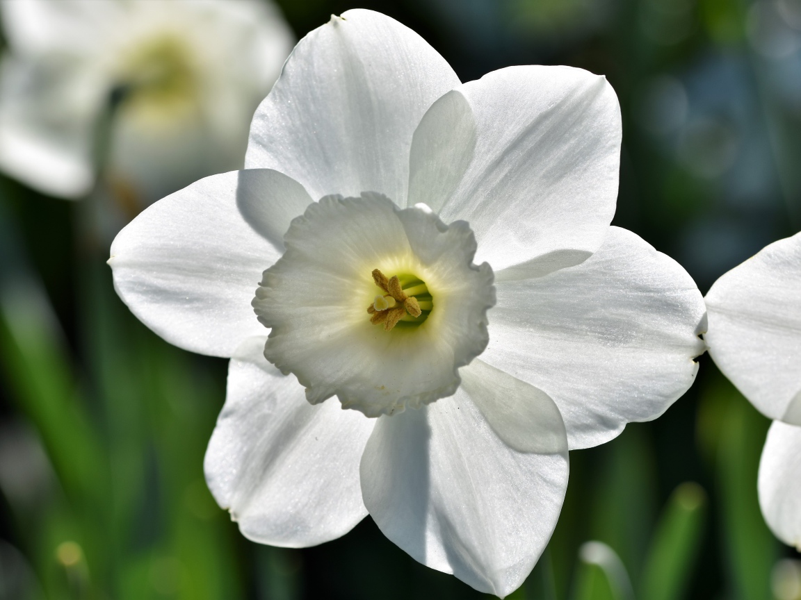 Красивый белый цветок нарцисса крупным планом