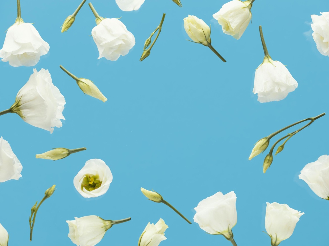 Красивые белые цветы эустома с бутонами на голубом фоне 