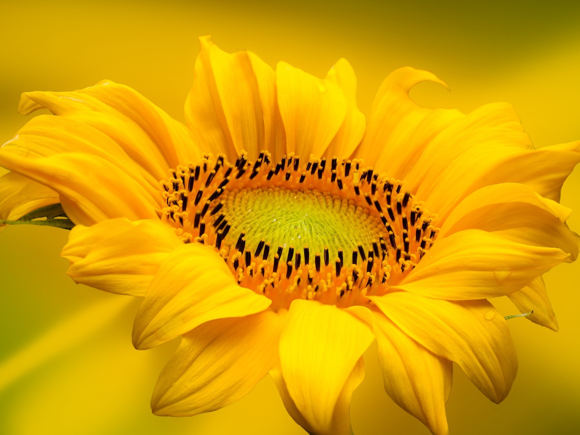 Красивый желтый цветок подсолнуха на желтом фоне