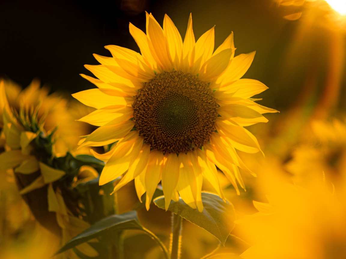 Красивый желтый подсолнух в лучах солнца 