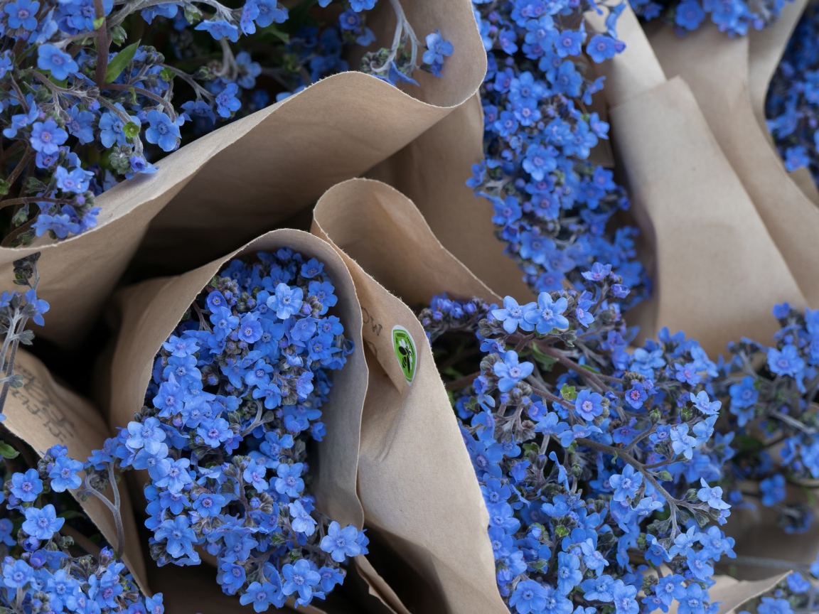 Голубые цветы незабудки в бумажных пакетах