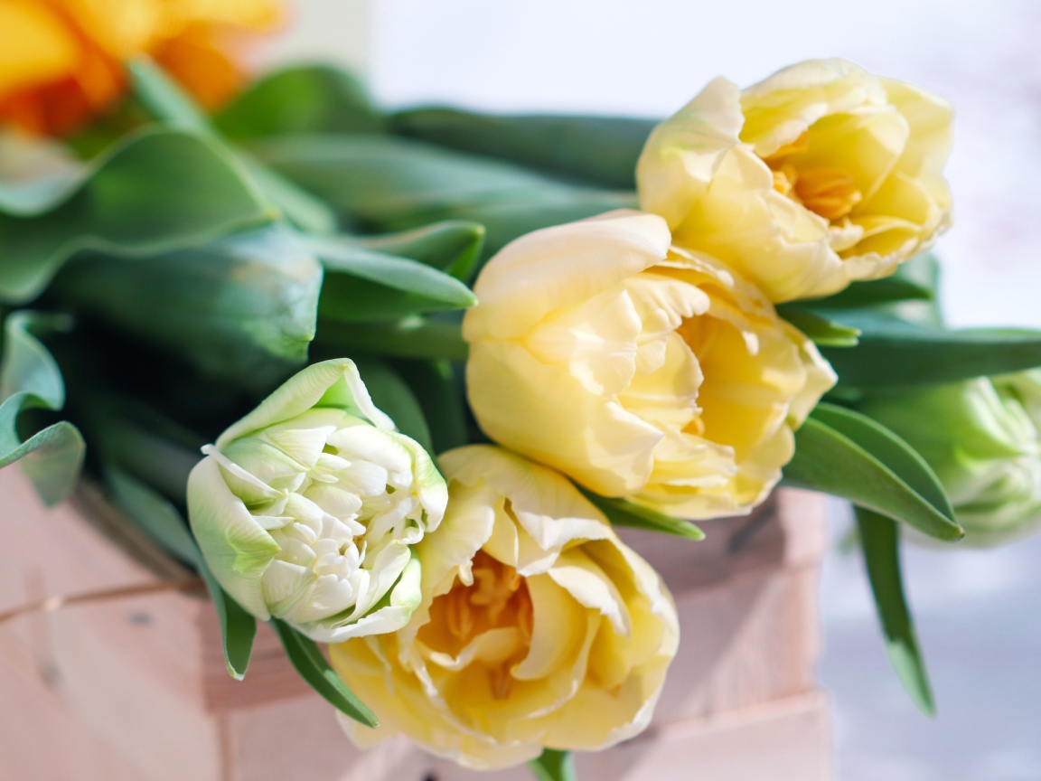 Букет нежных кремовых тюльпанов на столе