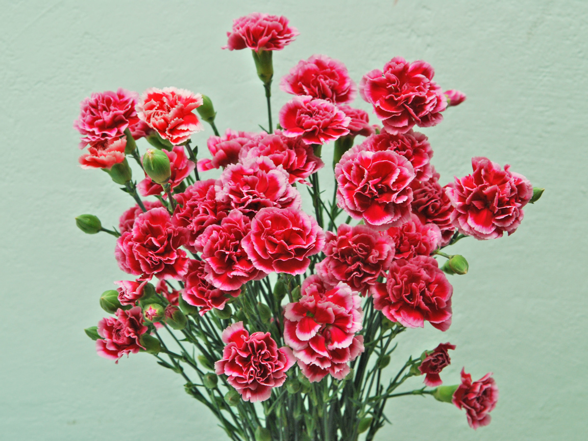 Букет розовых цветов гвоздики на сером фоне