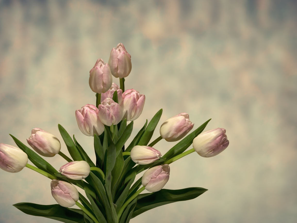 Букет розовых тюльпанов с зелеными листьями на сером фоне 