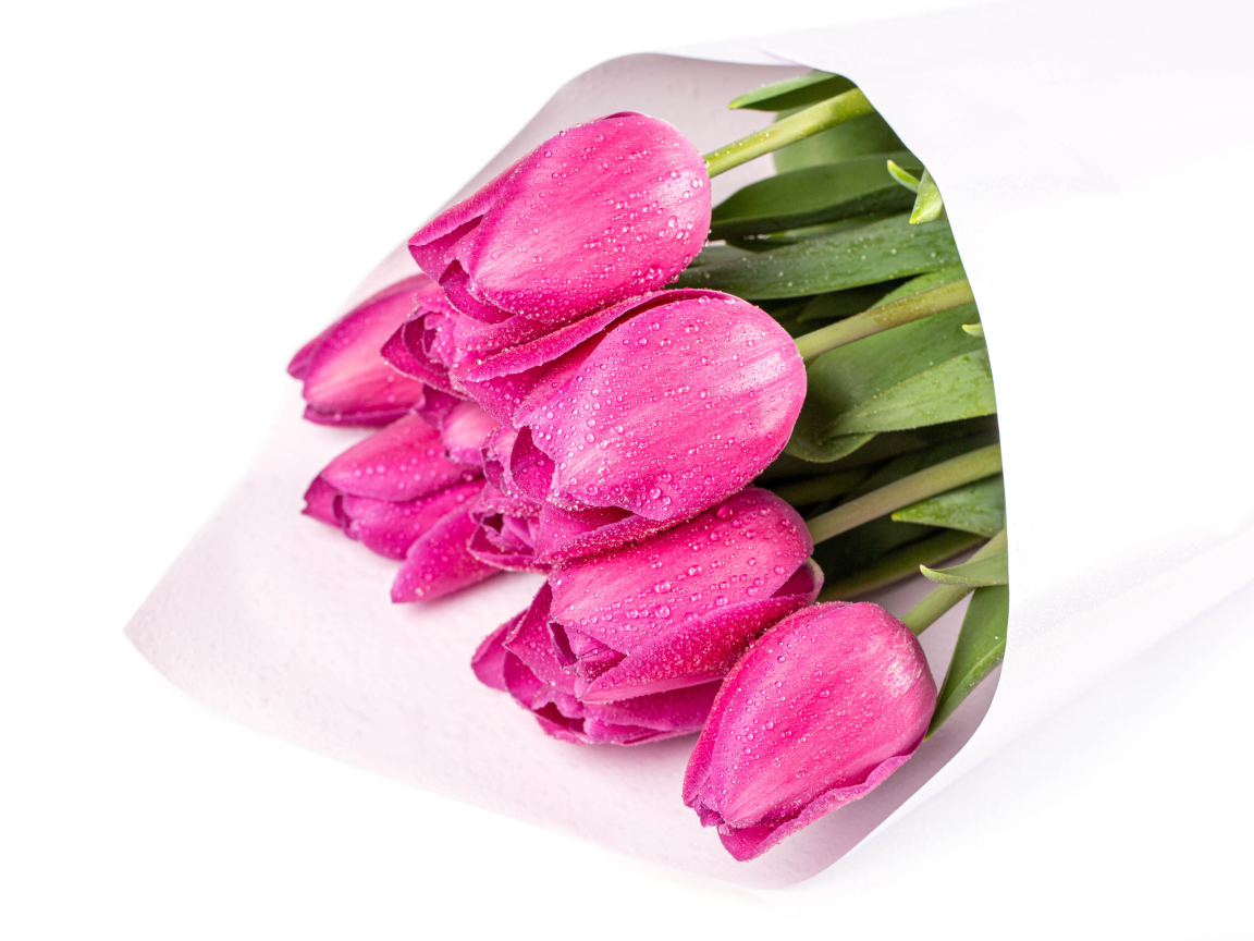 Букет мокрых розовых тюльпанов на белом фоне