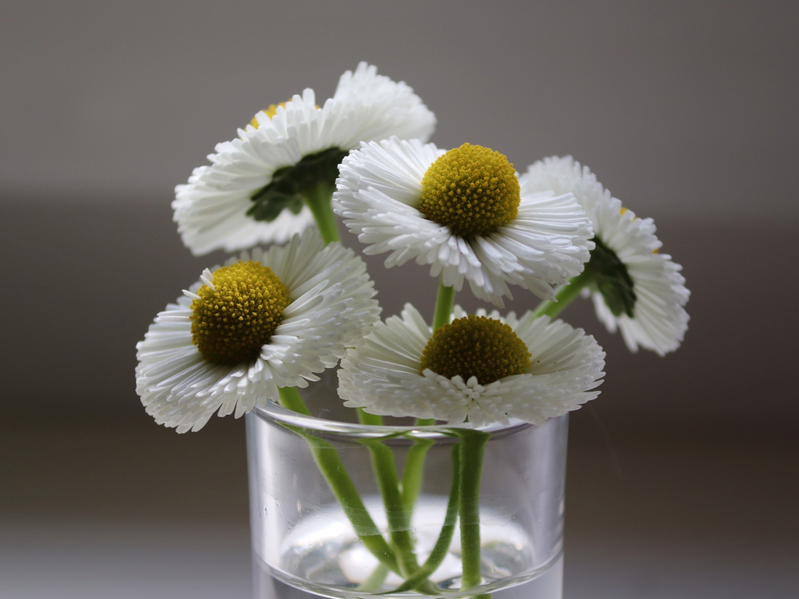 Букет белых маргариток в вазе на сером фоне 