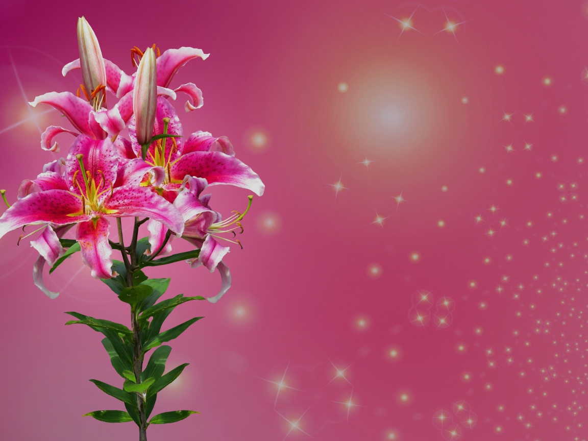 Ветка цветов лилии на розовом фоне 