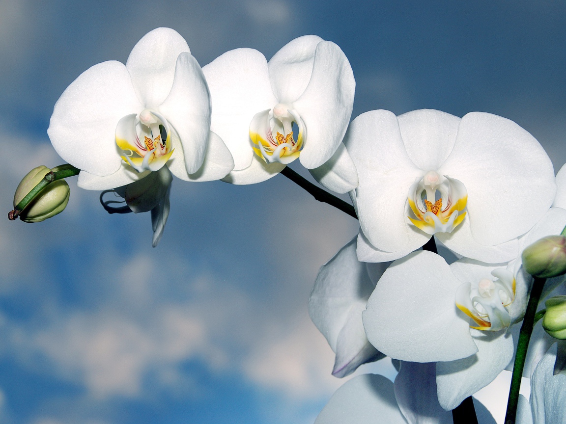 Ветка белых цветов орхидеи с бутонами на фоне неба