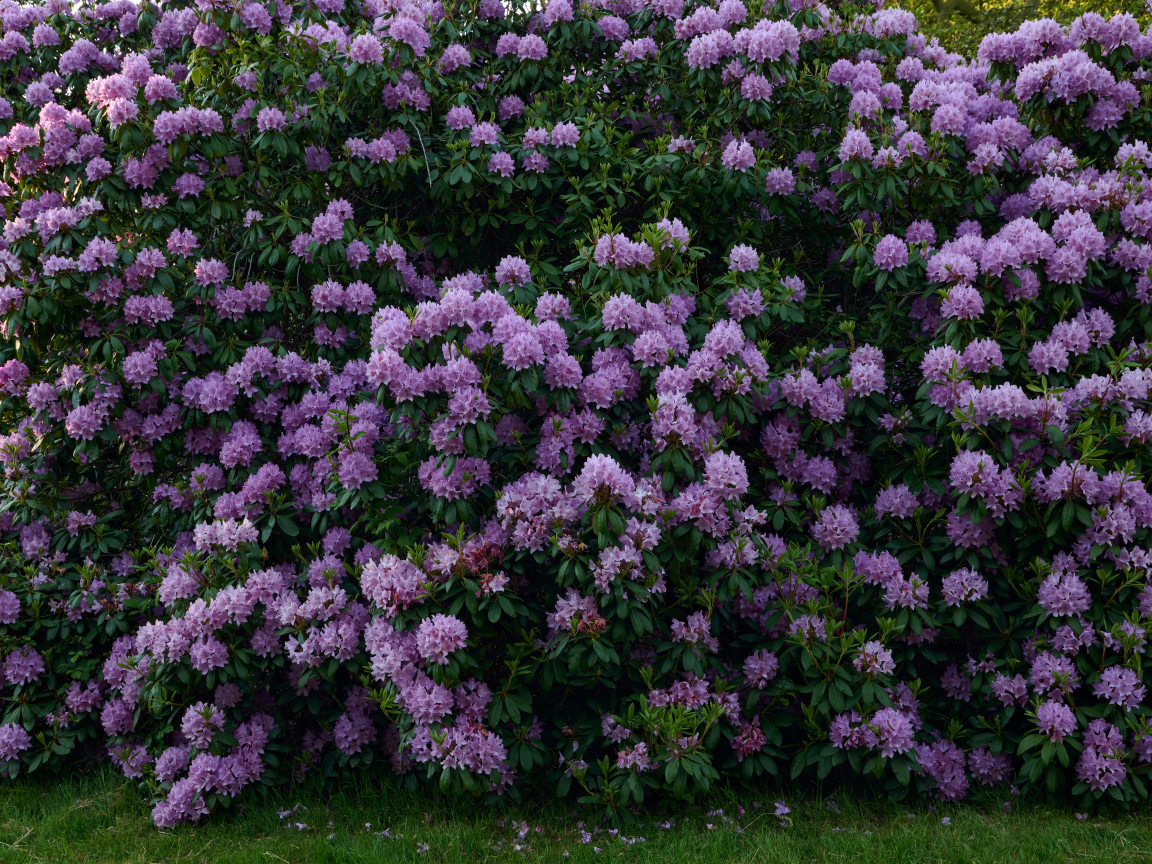 Куст с сиреневыми цветами рододендрона