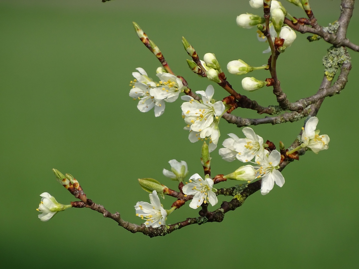 Цветы вишни распускаются весной