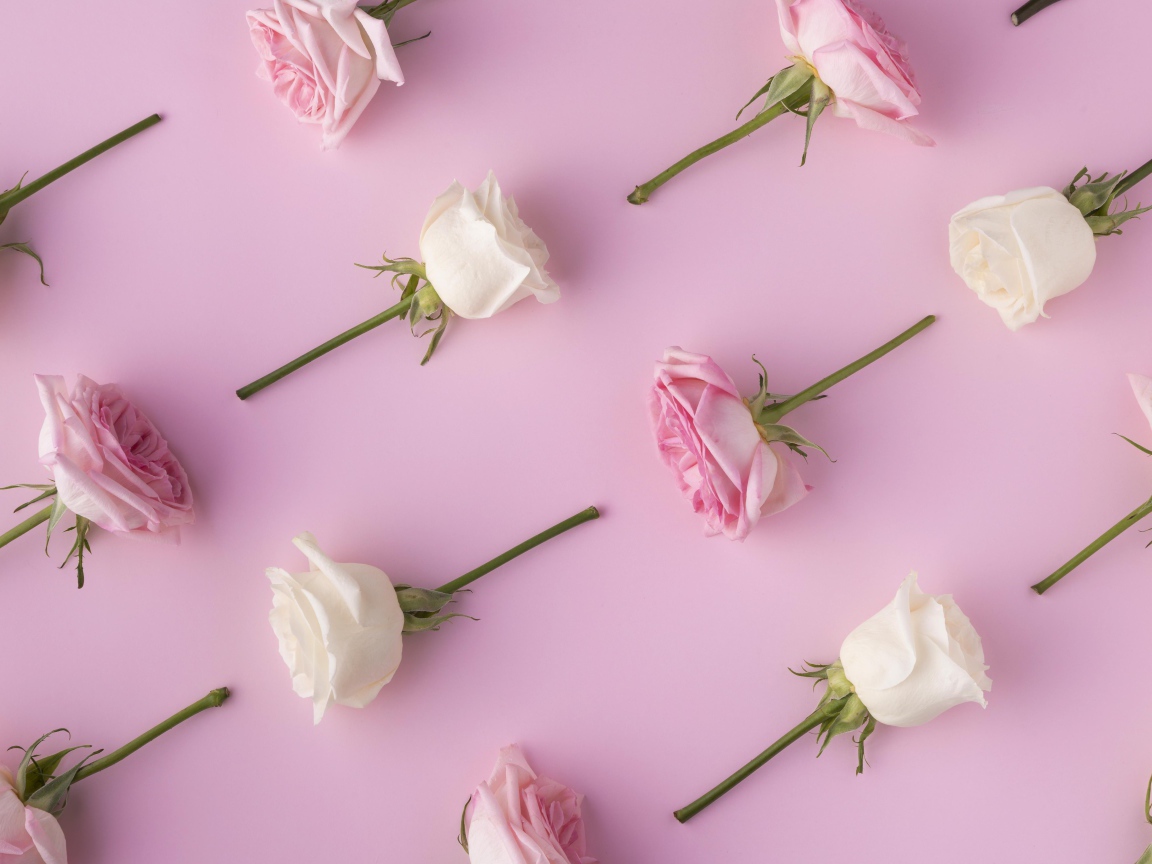 Обрезанные цветы розы на  розовом фоне