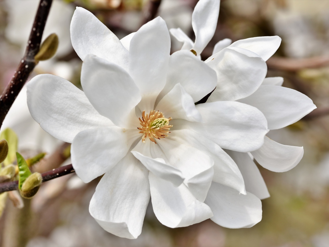 Нежные цветы белой магнолии на ветке