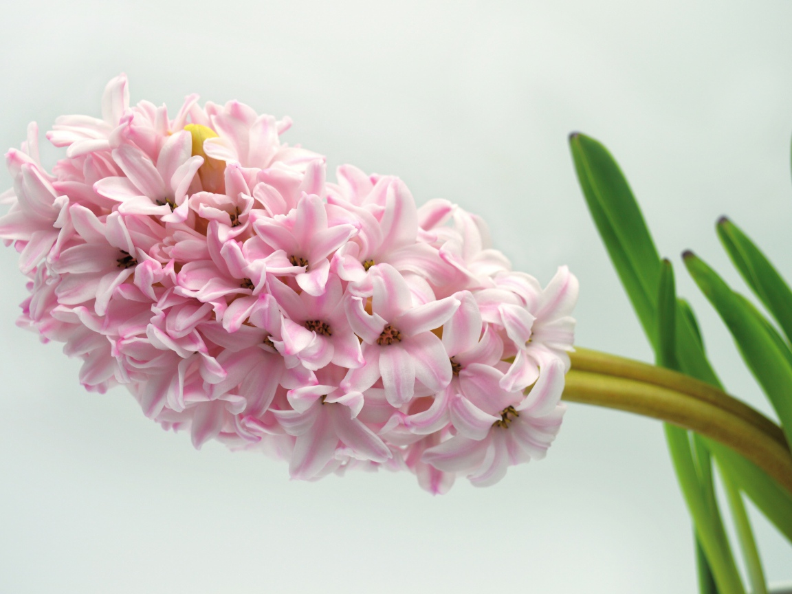 Нежный розовый цветок гиацинта на сером фоне