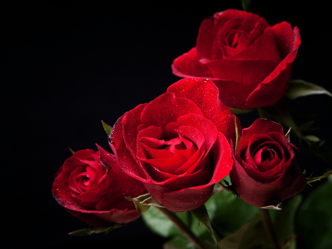 Нежные алые розы на черном фоне