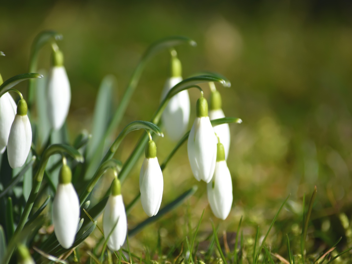Нежные белые цветы подснежники в зеленой траве