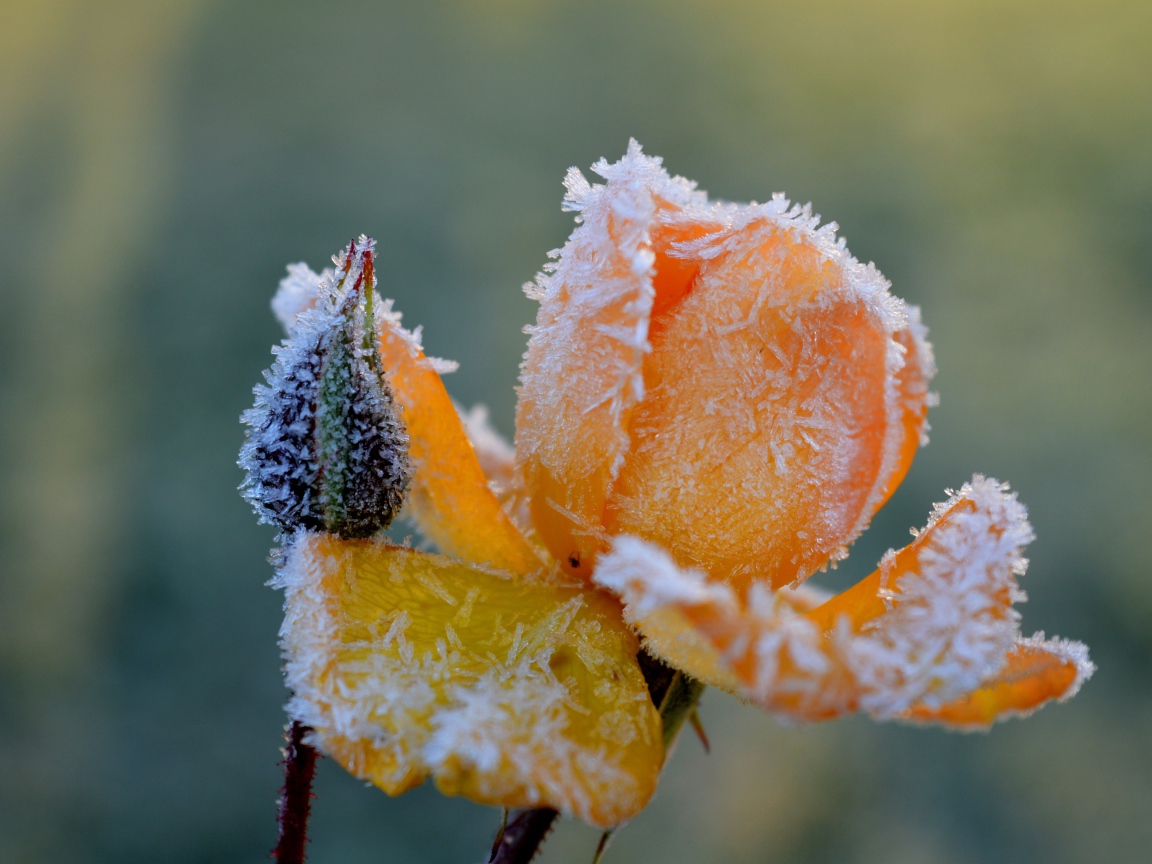 Покрытая инеем желтая роза с бутоном 