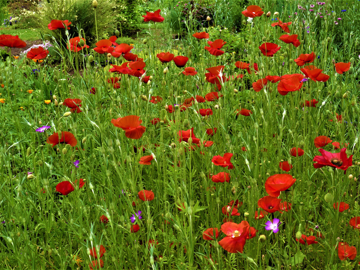 Поляна с красными маками в зеленой траве
